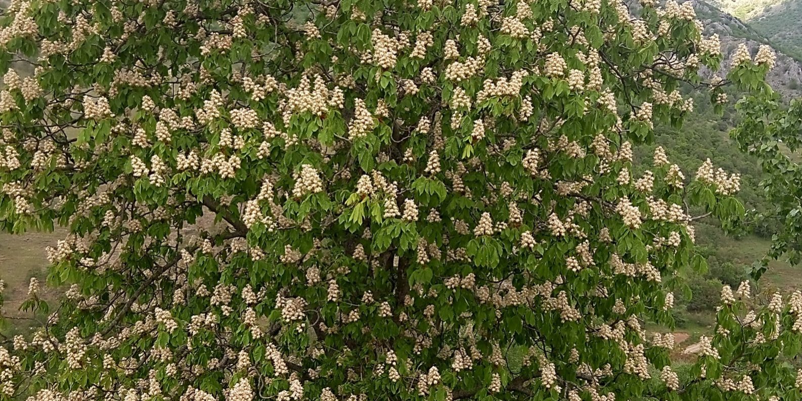 Aesculus hippocastanum