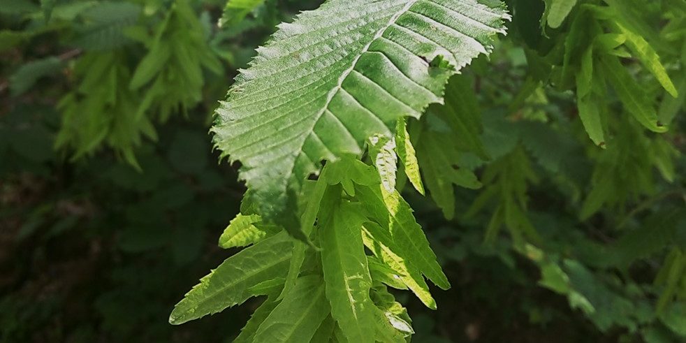Carpinus betulus