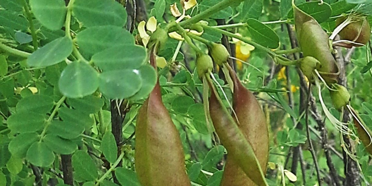 Colutea arborescens