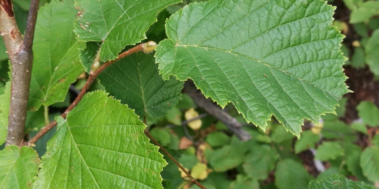 Corylus avellana
