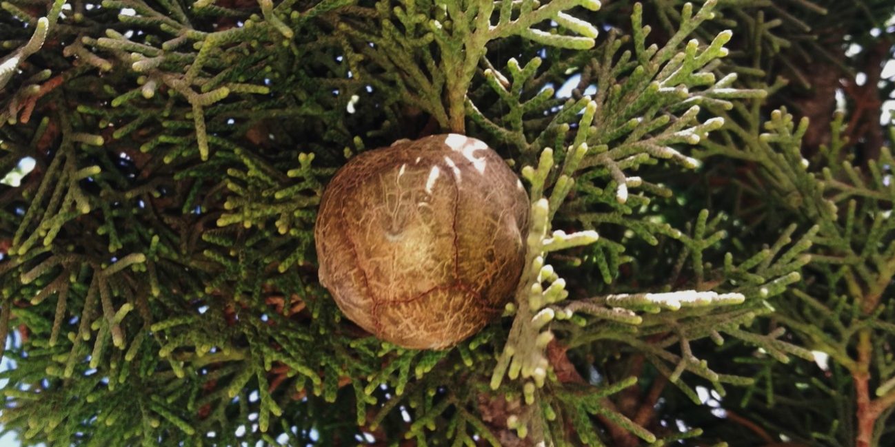 Cupressus sempervirens