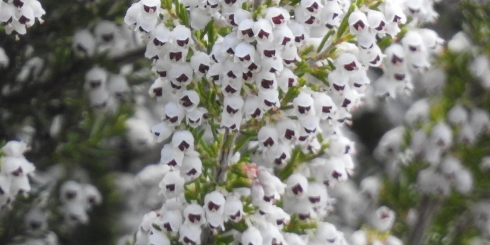 Erica arborea