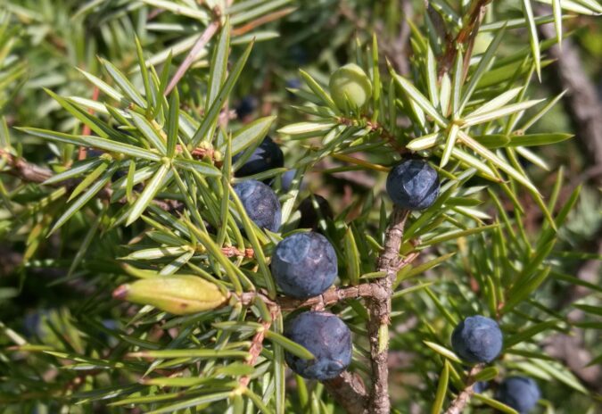 Juniperus communis