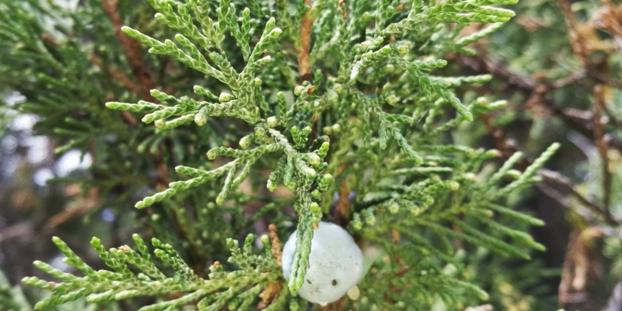 Juniperus excelsa