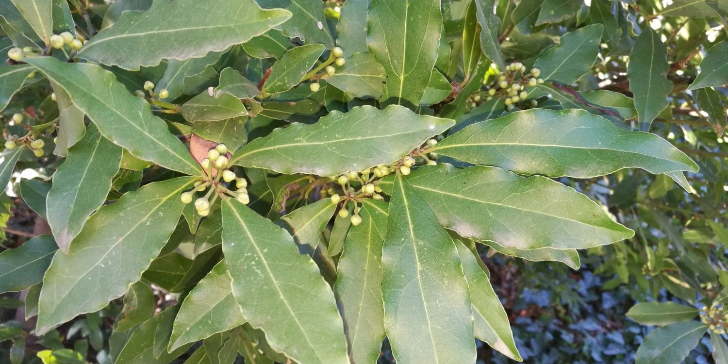 Laurus nobilis