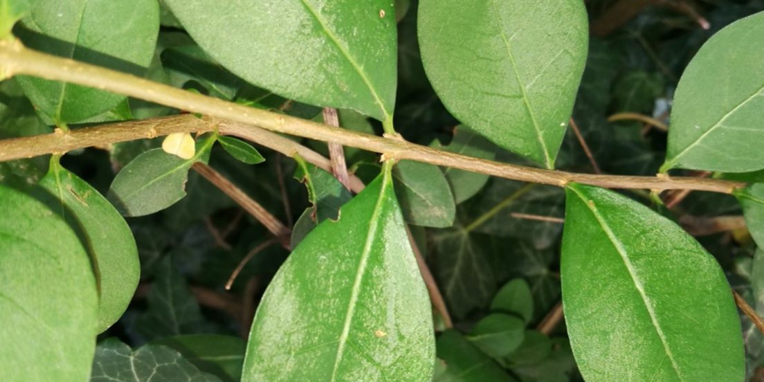 Ligustrum vulgare