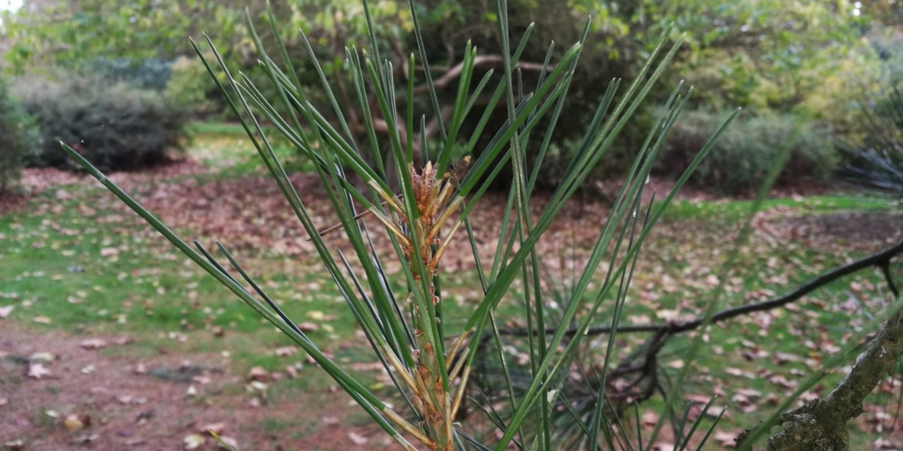 Pinus brutia