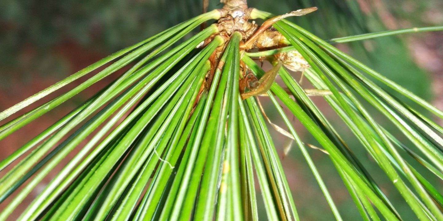 Pinus peuce