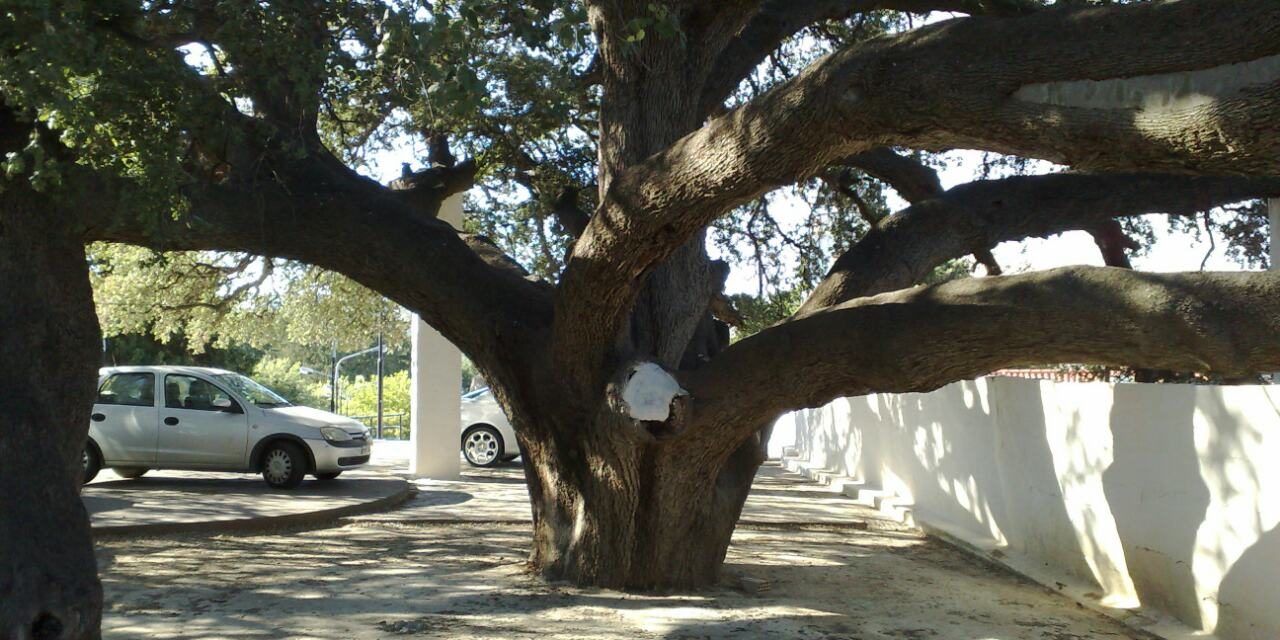 Quercus aucheri_Εκλλησία Φανερωμένη_Μιχαήλ-Γαβριήλ_Ρόδος