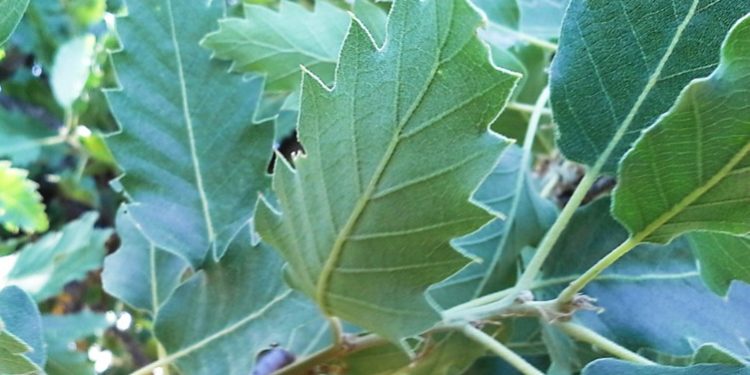 Quercus ithaburensis