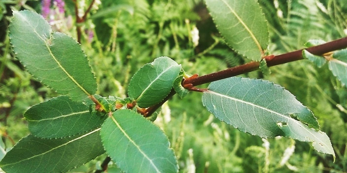Salix triandra