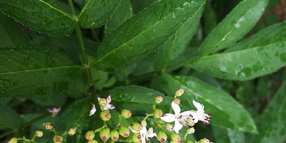 Sambucus ebulus