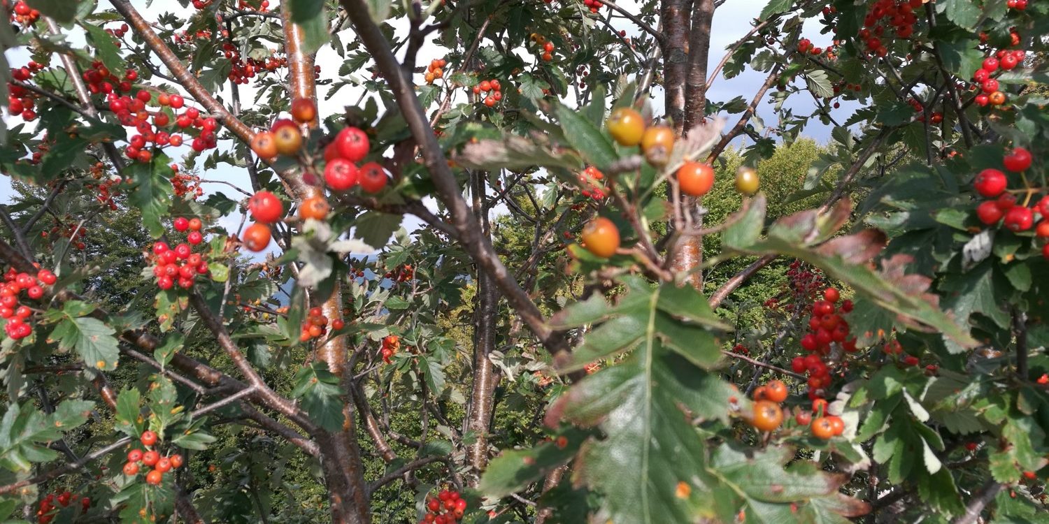 Sorbus aucuparia