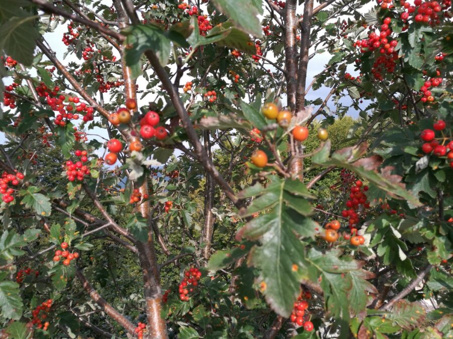 Sorbus aucuparia