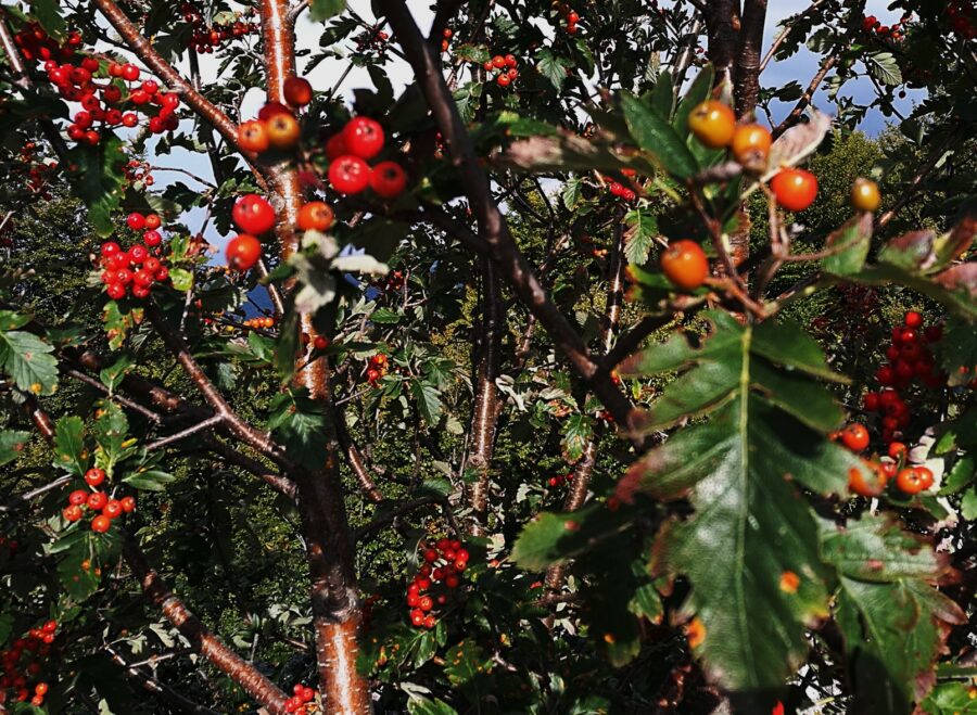 Sorbus austriaca