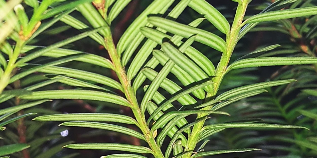 Taxus baccara1