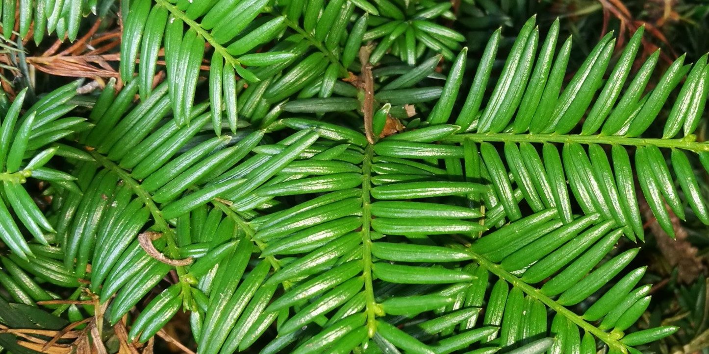 Taxus baccata