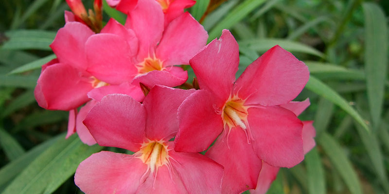 nerium_oleander03