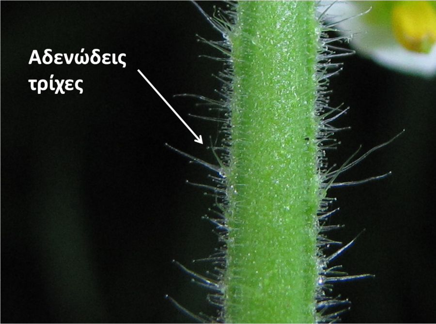 Αδενώδεις τρίχες