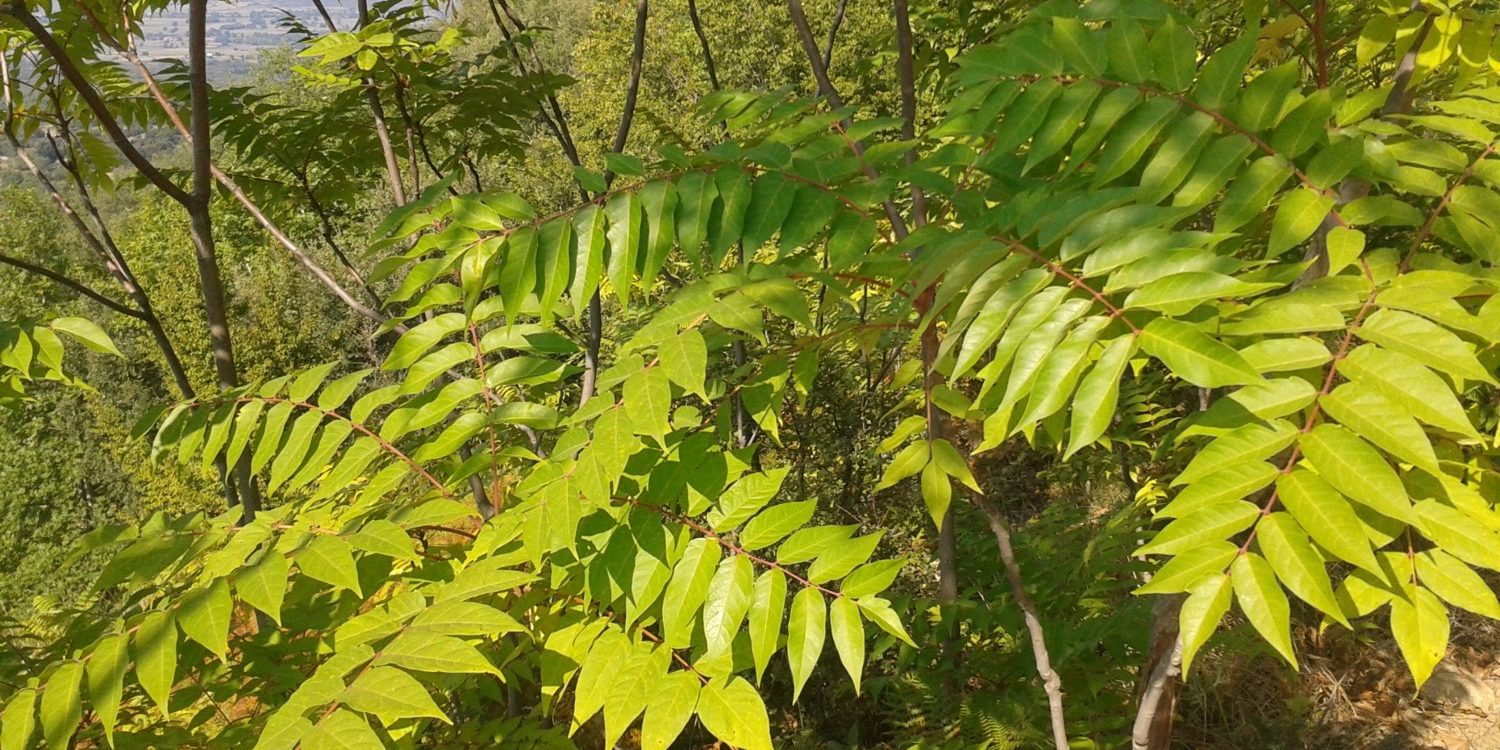 Ailanthus altissima