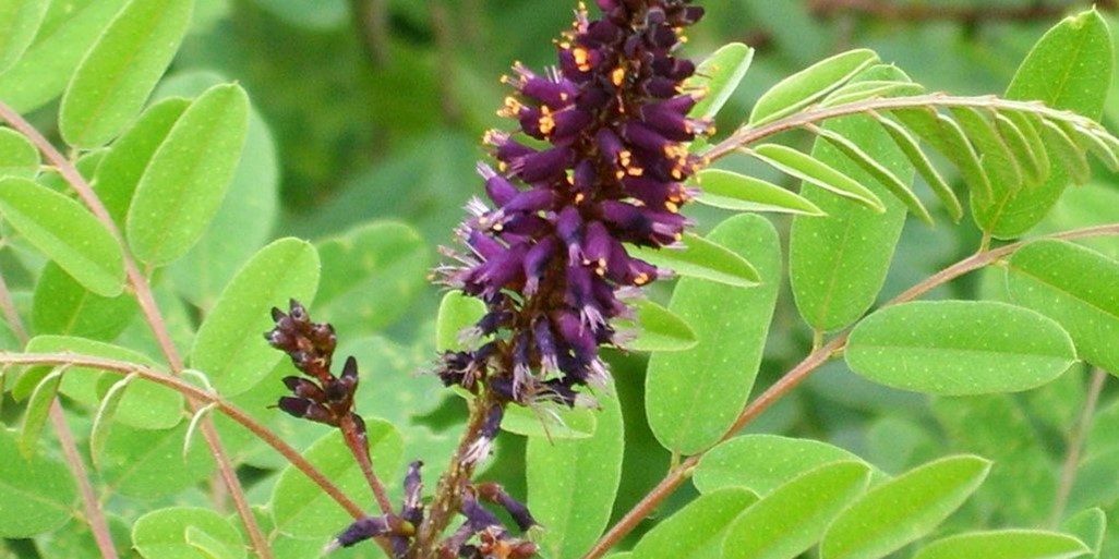 Amorpha fruticosa
