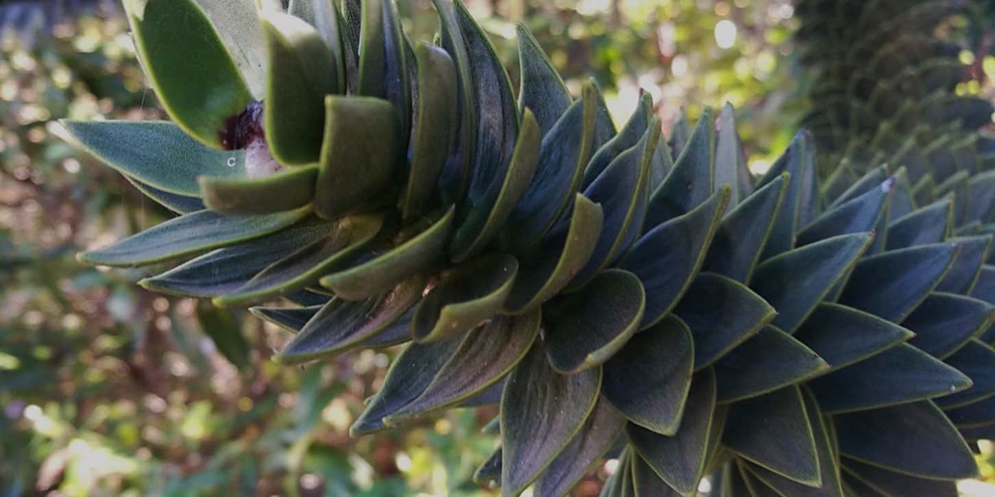 Araucaria araucana