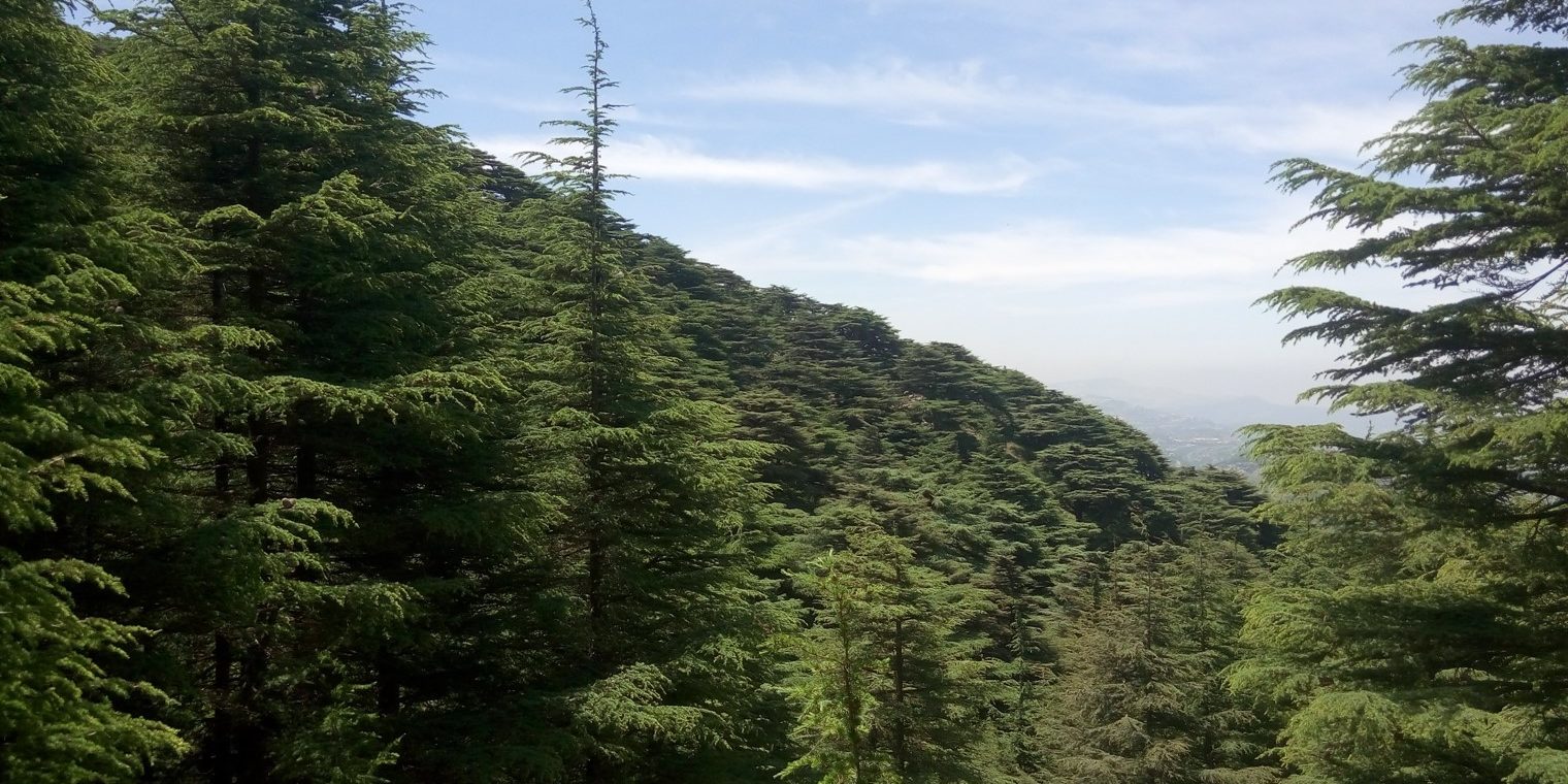 Cedrus libani