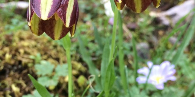 Fritillaria mutabilis_