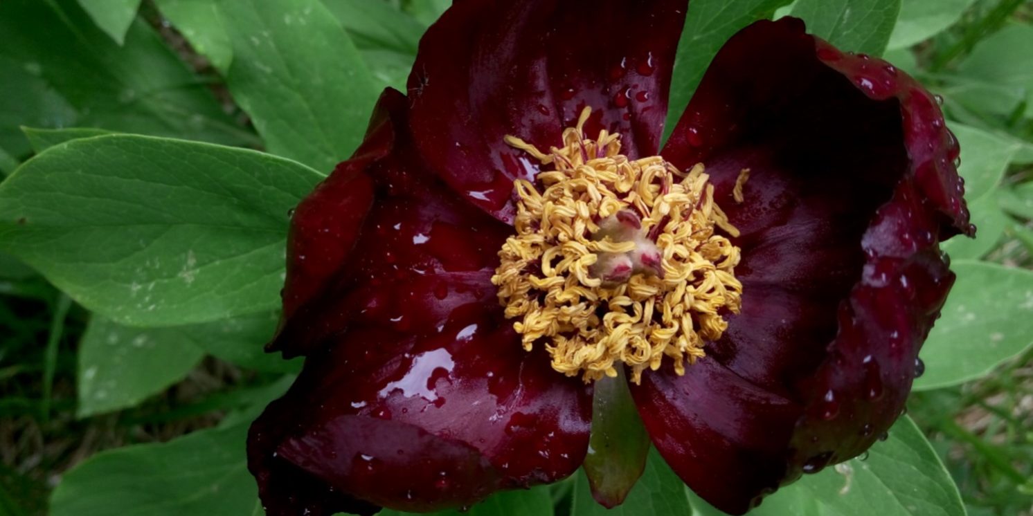 Paeonia parnassica