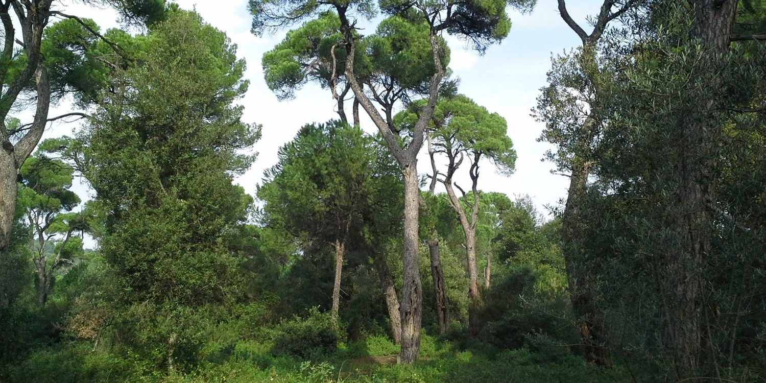 Pinus pinea