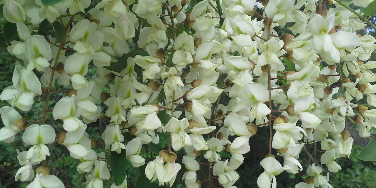 Robinia pseudacacia