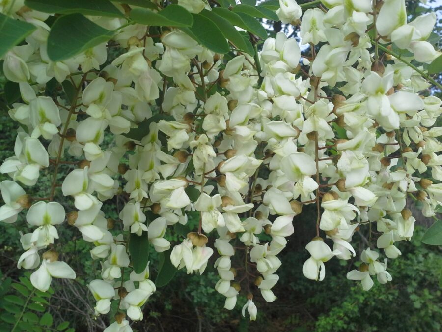 Robinia pseudacacia