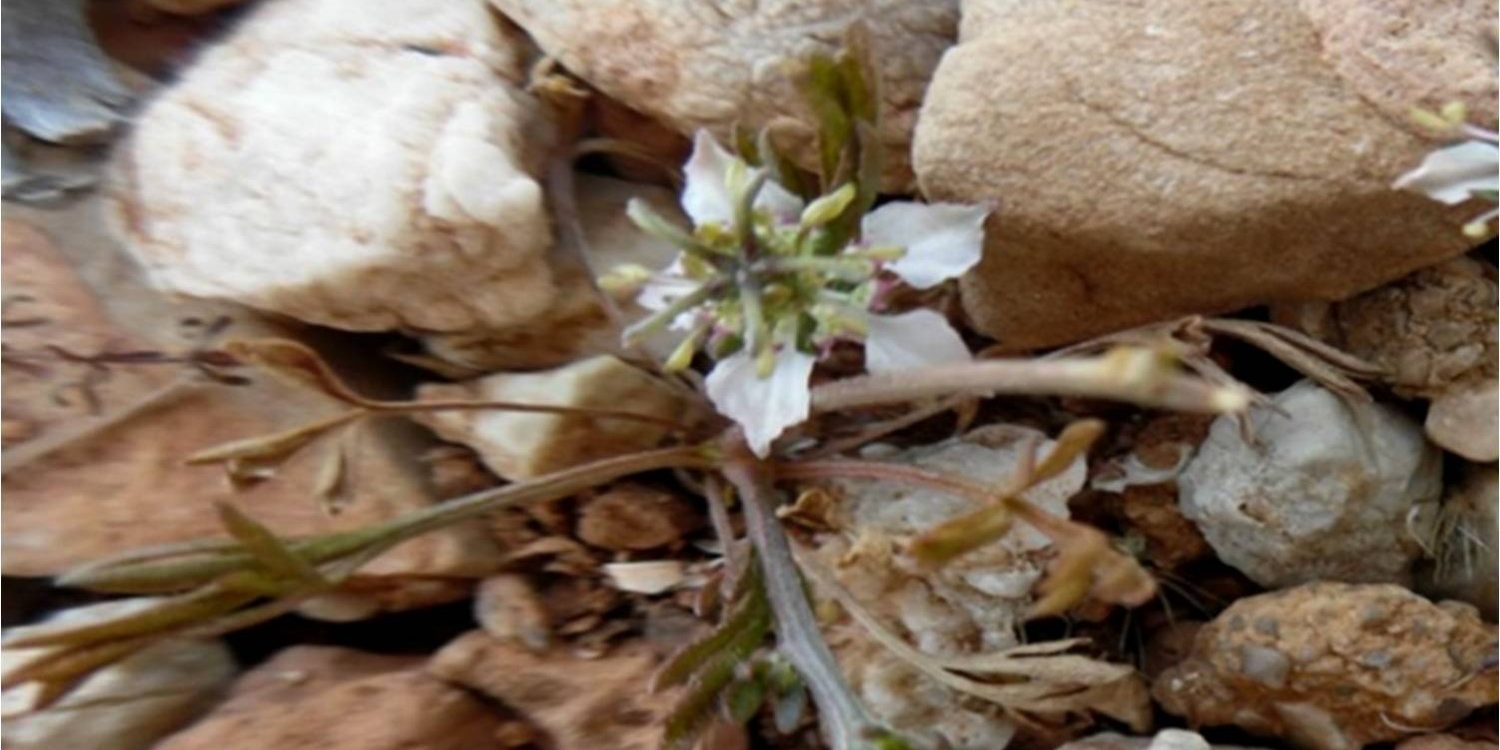 Άνθος της Nigella carpatha