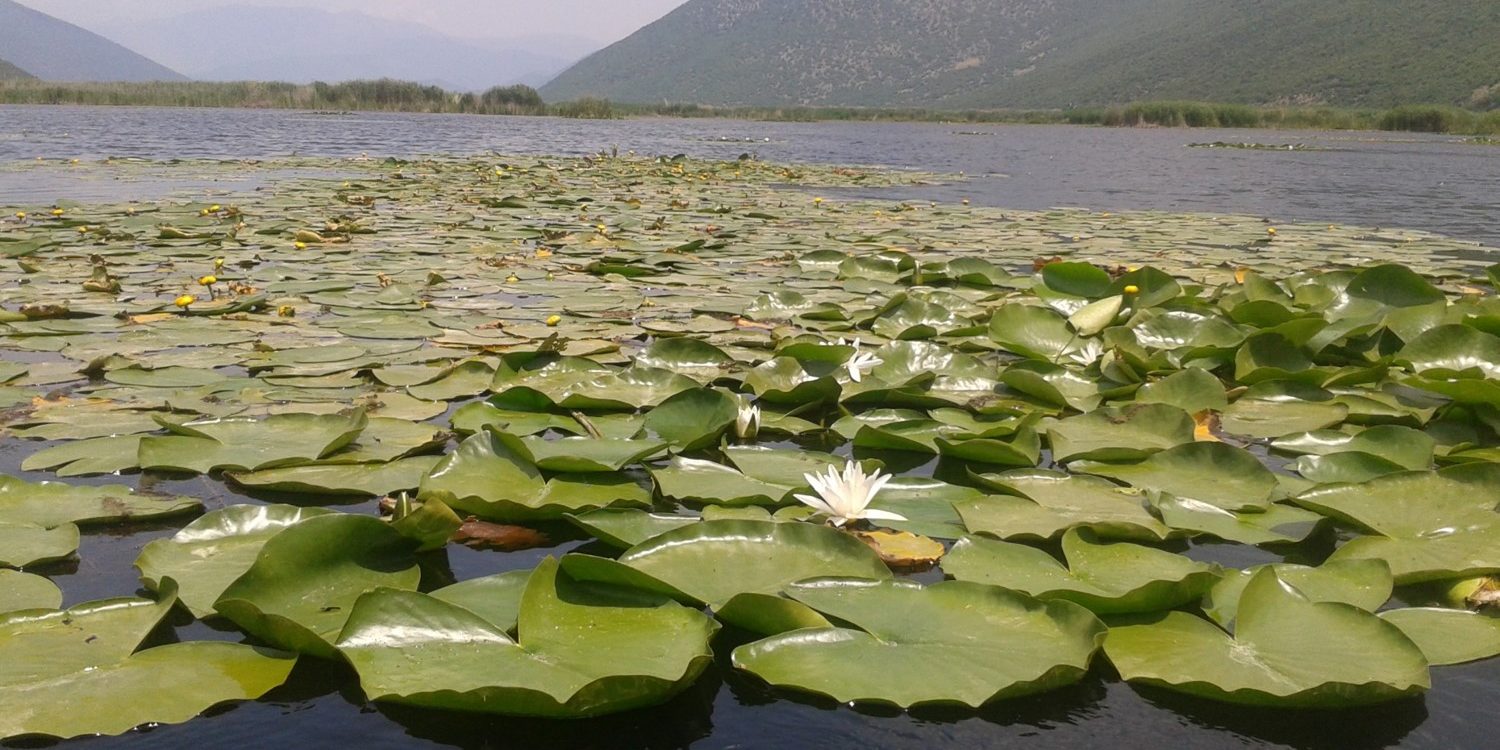 Ευτροφικές φυσικές λίμνες με βλάστηση τύπου Magnopotamion ή Hydrocharition (κωδ. 3150+)