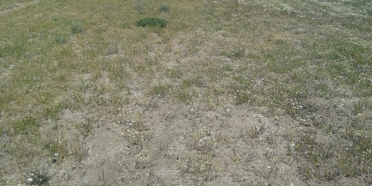 Θίνες με ποολίβαδα της Malcolmietalia (κωδ. 2230+)