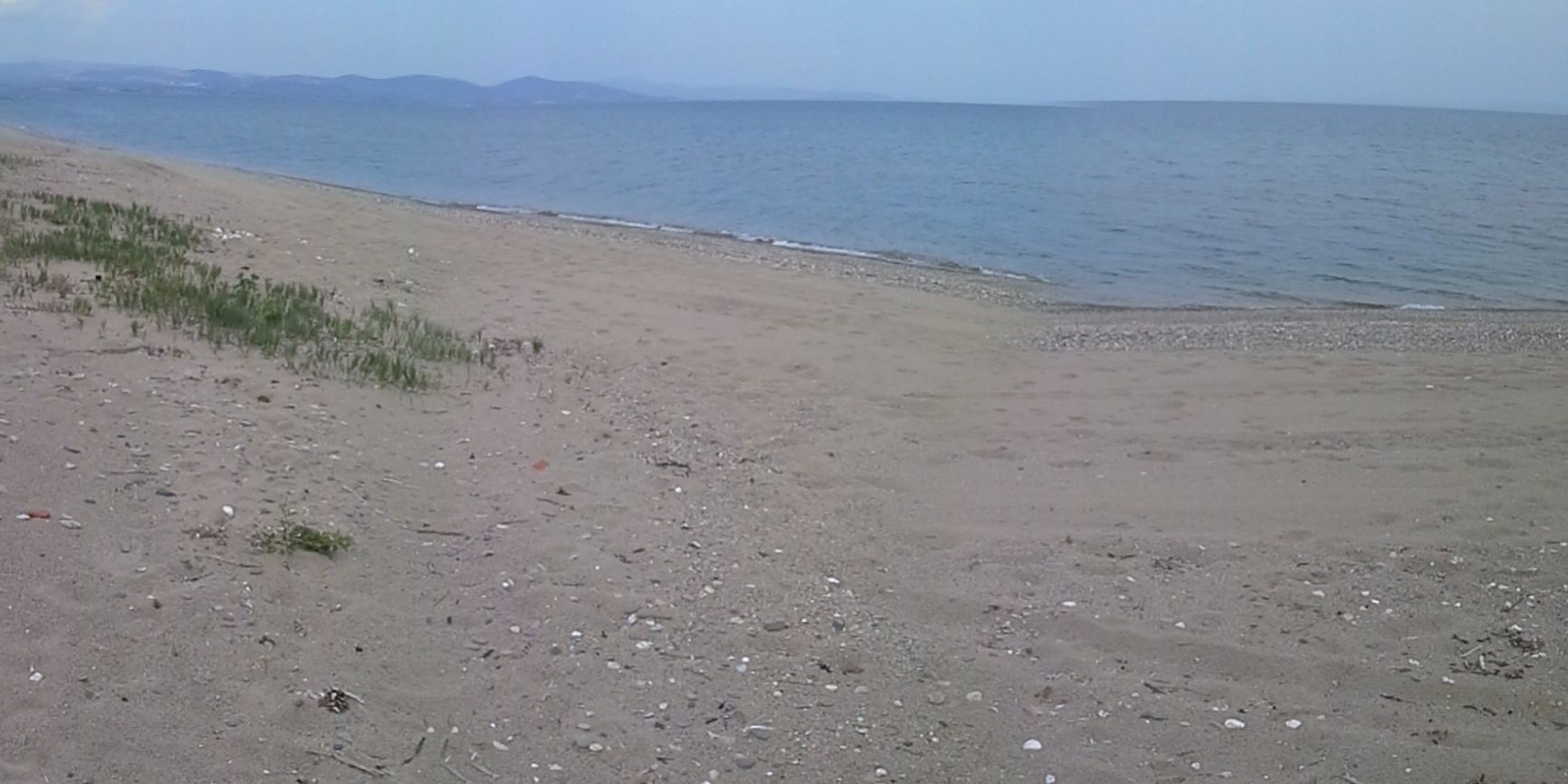 Μονοετής βλάστηση μεταξύ των ορίων πλημμυρίδας και αμπώτιδας (κωδ. 1210+)