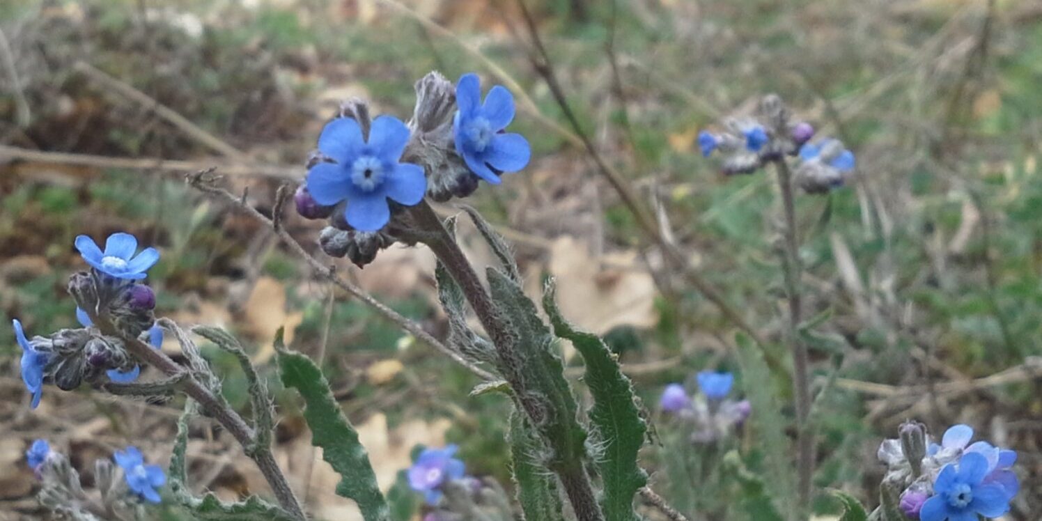 Cynoglottis barrelieri