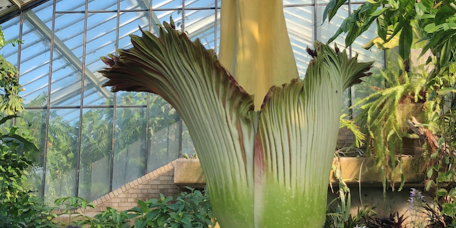 Ένα φυτό που προσέλκυσε χιλιάδες κόσμου για το μέγεθός του και απομάκρυνε χιλιάδες από την οσμή του