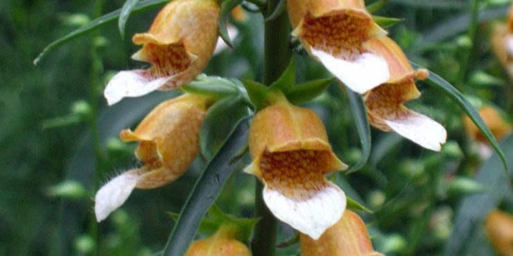 Ισχυρά τοξικό και φαρμακευτικό, το Digitalis