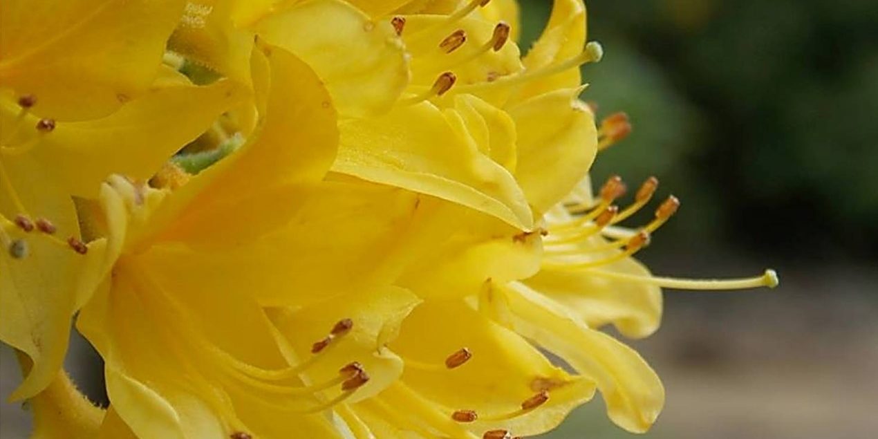 Ροδόδενδρο2