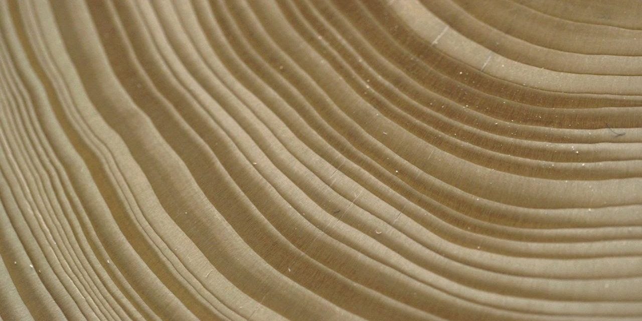 tree rings