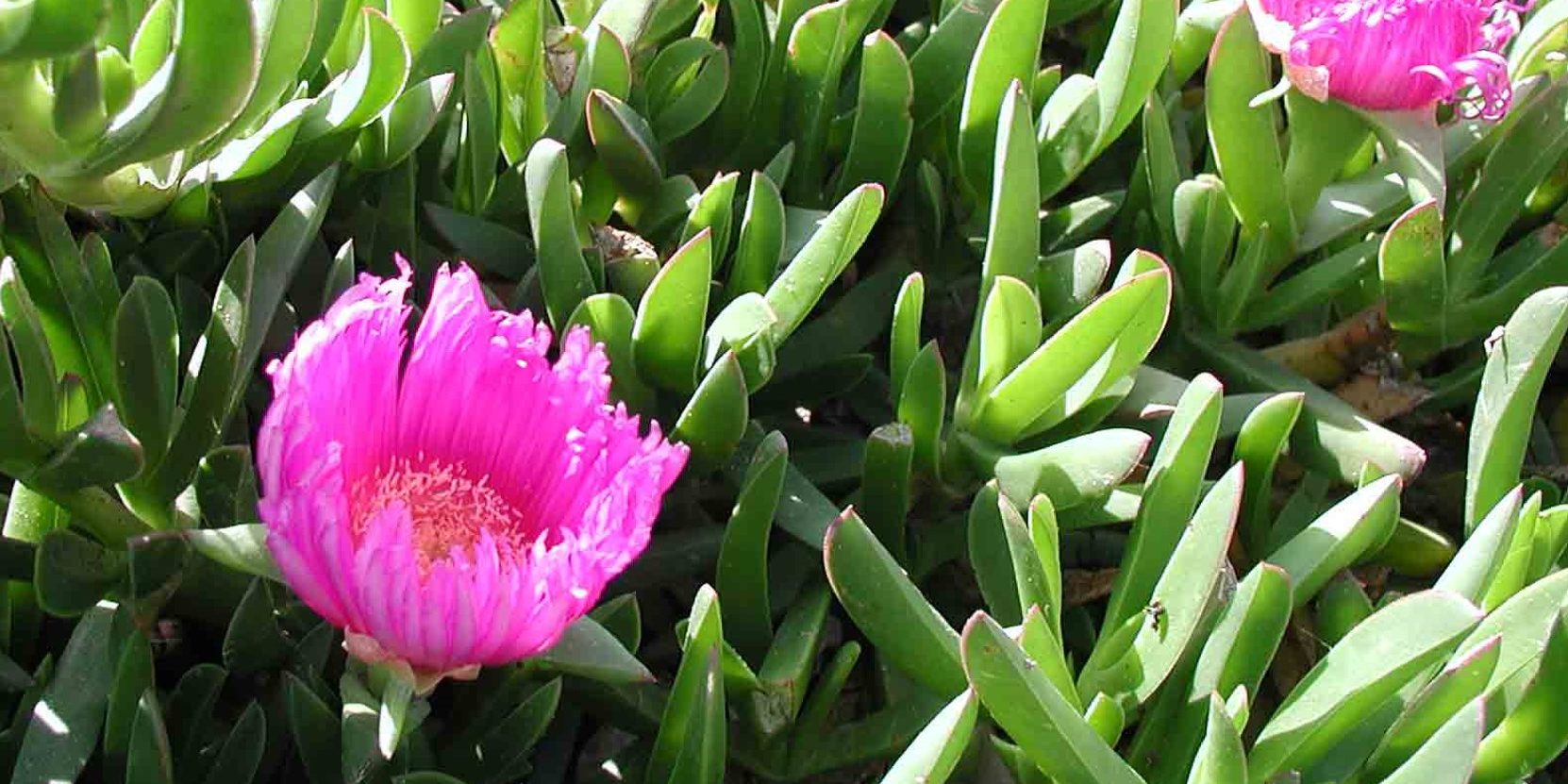 Ένα επικίνδυνο είδος, που το φυτεύουν σε όλη την Ελλάδα, το μπούζι