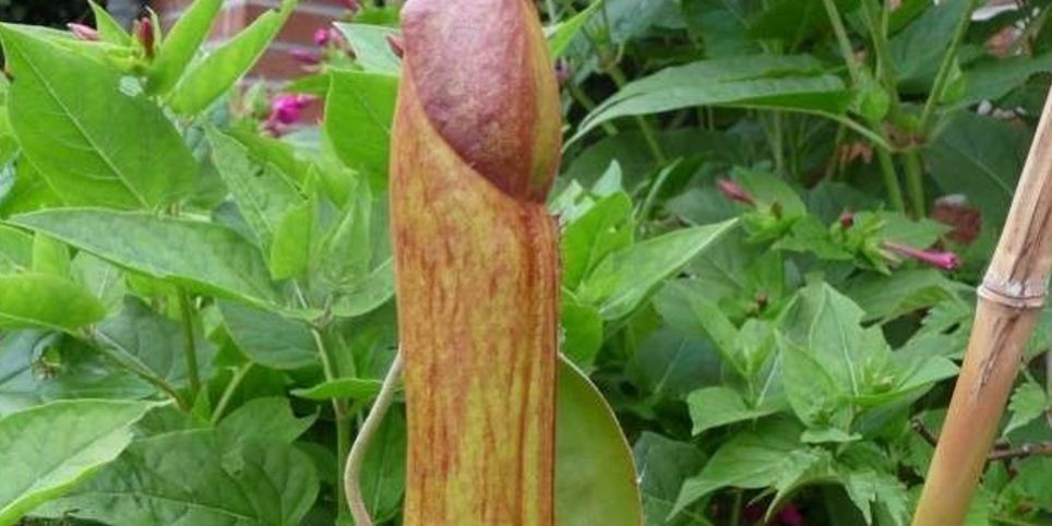 Ένα νέο φαλλόμορφο σαρκοφάγο είδος