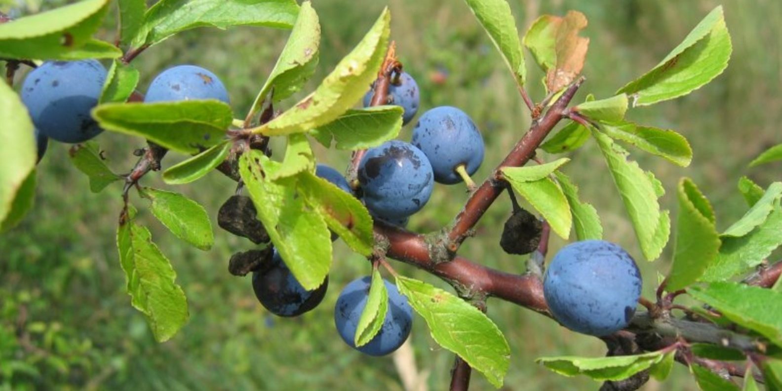 Αυτά είναι τα μπαρμπούτσαλα, καρπός γνωστού φρούτου του δάσους