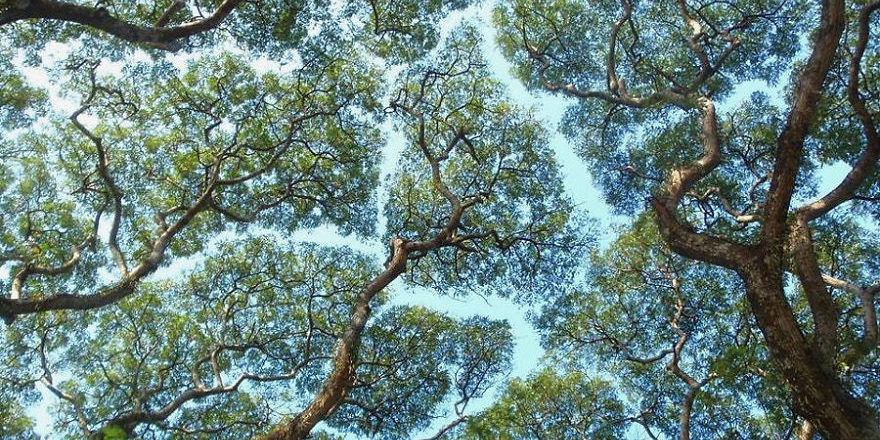 Κάποια δέντρα δεν αγγίζουν ποτέ τα άλλα