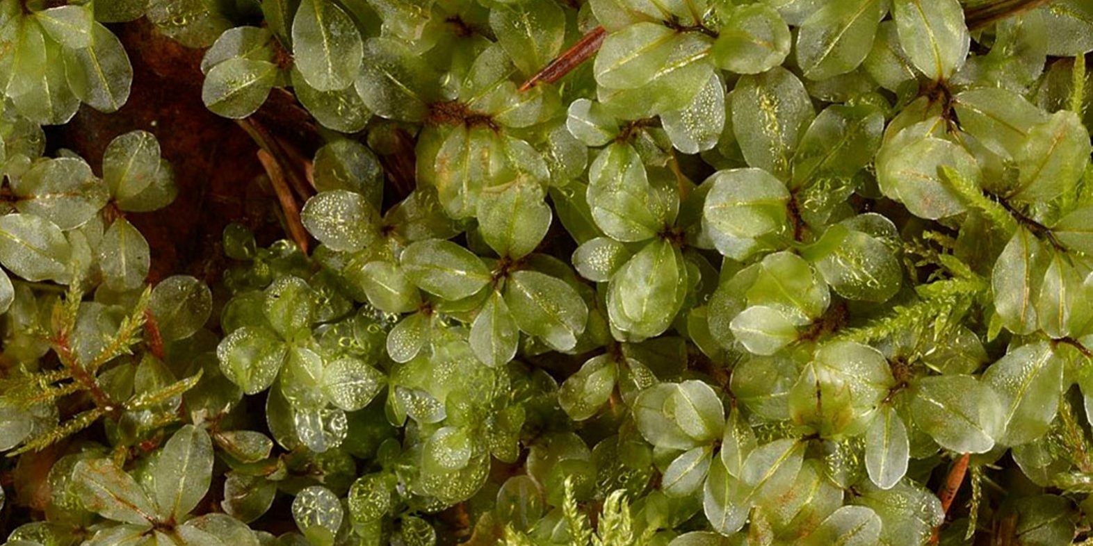 Νέα είδη βρύων στην Ελλάδα, από τη Τζένα