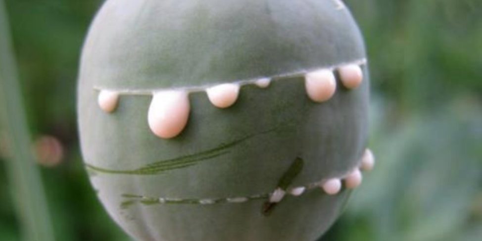 Παπαρούνα, από το αφιόνι στο όπιο