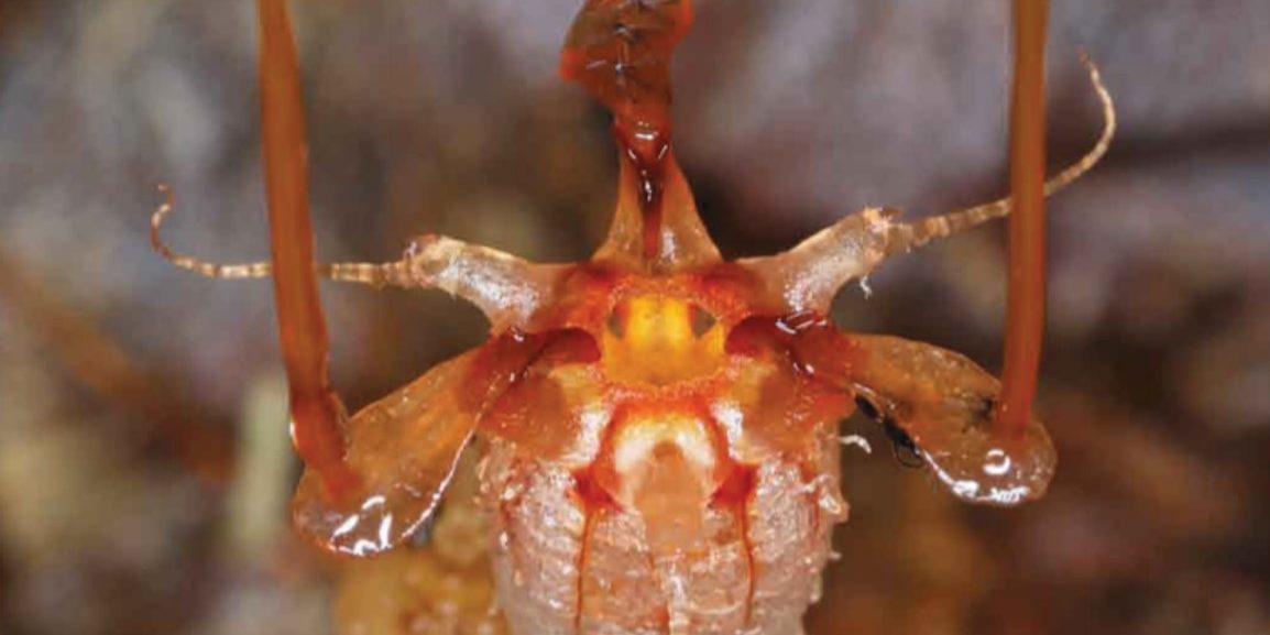 Περίεργο είδος ξαναβρέθηκε μετά από 150 χρόνια