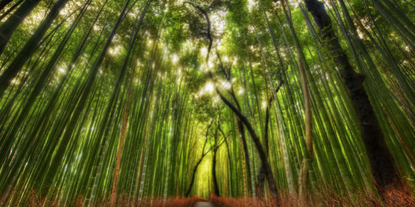 Το μουσικό δάσος από μπαμπού