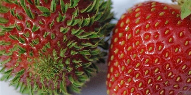 Όταν οι σπόροι (σπέρματα) φυτρώνουν πάνω στους καρπούς, πριν ακόμα πέσουν στο έδαφος και προκαλούν φοβία